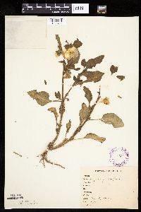 Leucophysalis grandiflora image