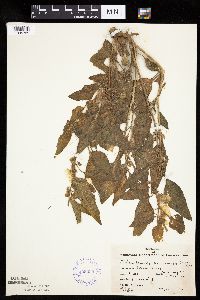 Leucophysalis grandiflora image