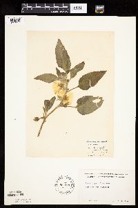 Leucophysalis grandiflora image