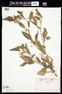 Leucophysalis grandiflora image