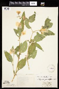 Leucophysalis grandiflora image