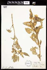 Leucophysalis grandiflora image