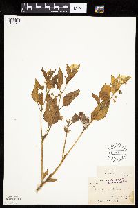 Leucophysalis grandiflora image