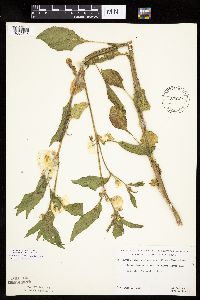 Leucophysalis grandiflora image