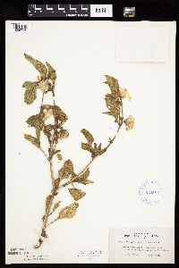 Leucophysalis grandiflora image