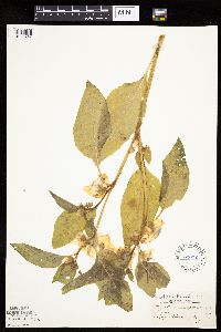Leucophysalis grandiflora image