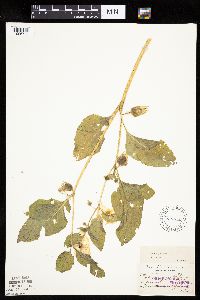 Leucophysalis grandiflora image