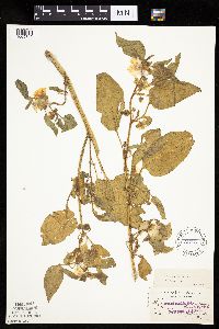 Leucophysalis grandiflora image