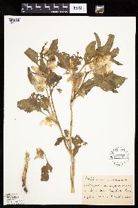 Leucophysalis grandiflora image