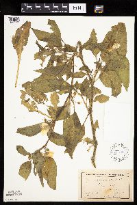 Leucophysalis grandiflora image