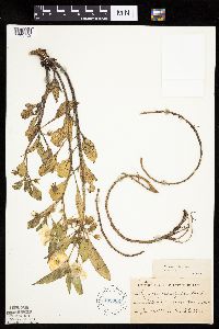 Leucophysalis grandiflora image