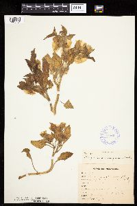 Leucophysalis grandiflora image