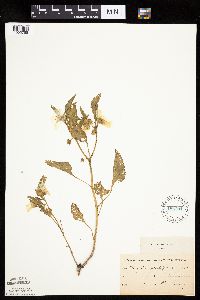 Leucophysalis grandiflora image
