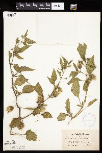 Leucophysalis grandiflora image