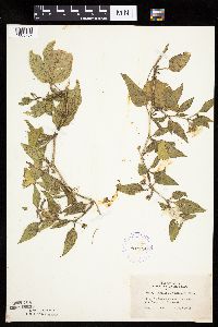 Leucophysalis grandiflora image