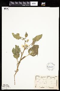 Leucophysalis grandiflora image