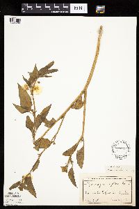 Leucophysalis grandiflora image