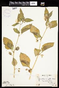 Leucophysalis grandiflora image