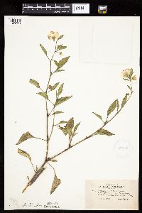 Leucophysalis grandiflora image