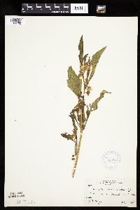 Leucophysalis grandiflora image