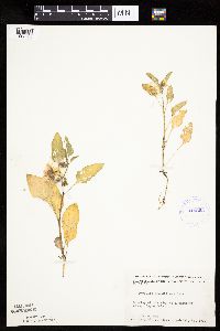 Leucophysalis grandiflora image