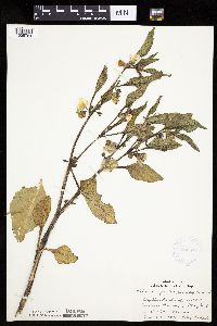 Leucophysalis grandiflora image