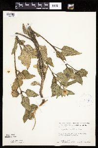 Leucophysalis grandiflora image