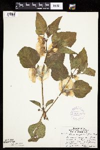 Leucophysalis grandiflora image