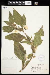 Leucophysalis grandiflora image