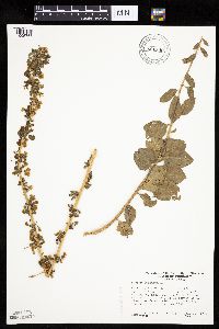 Lycium barbarum image