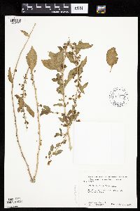 Lycium barbarum image