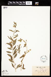 Lycium barbarum image