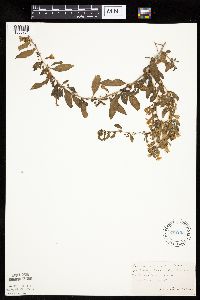 Lycium barbarum image