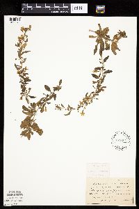 Lycium barbarum image