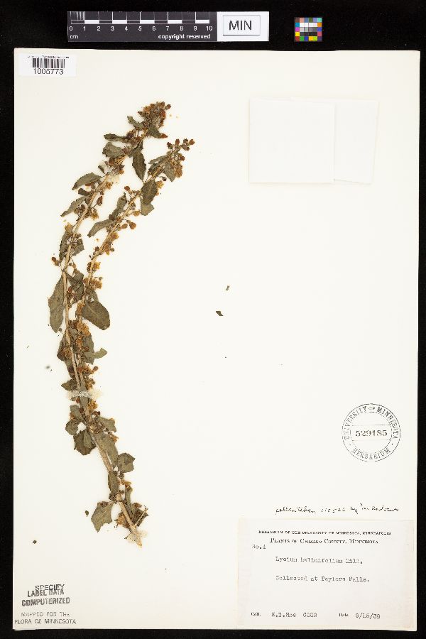 Lycium barbarum image