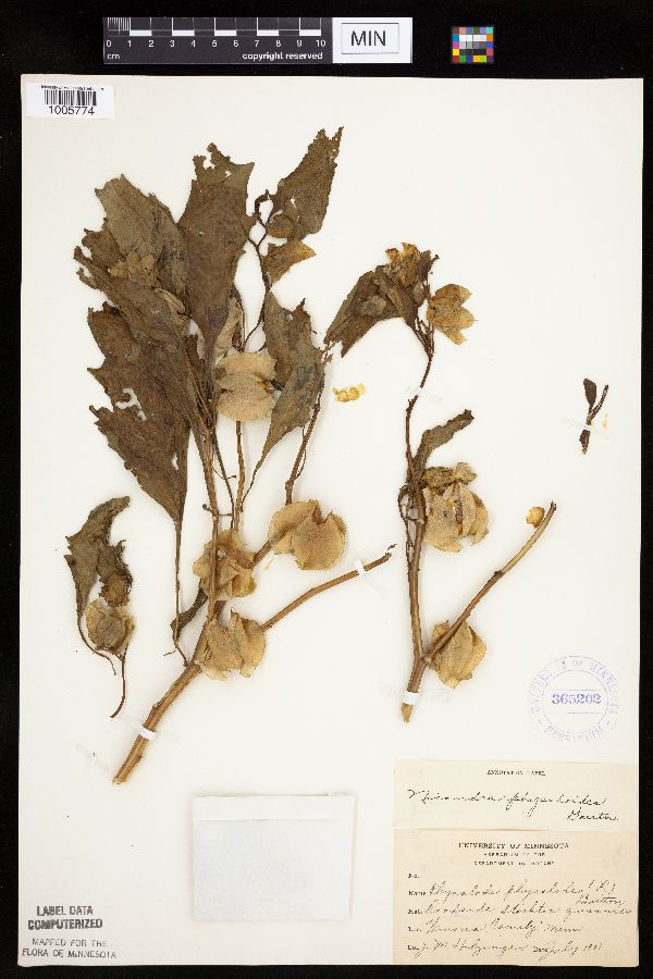 Nicandra physalodes image
