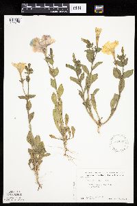 Image Associated With the Occurrence