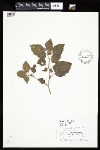 Physalis heterophylla var. heterophylla image
