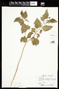 Physalis heterophylla image