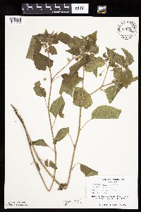 Physalis heterophylla var. heterophylla image