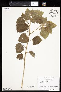 Physalis heterophylla var. heterophylla image