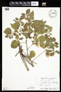 Physalis heterophylla var. heterophylla image