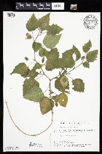 Physalis heterophylla var. heterophylla image