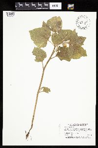 Physalis heterophylla image