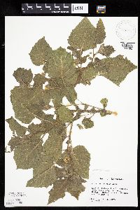 Physalis heterophylla image