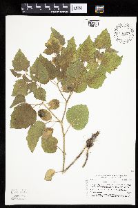 Physalis heterophylla image