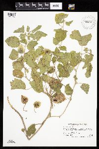 Physalis heterophylla var. heterophylla image