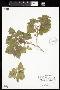 Physalis heterophylla var. heterophylla image