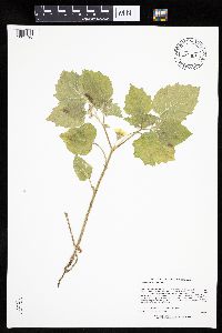 Physalis heterophylla image