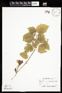 Physalis heterophylla image